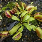 Carnivorous plants in a botanical garden exhibit with Venus flytrap, pitcher plants, sundews, and nepenthes