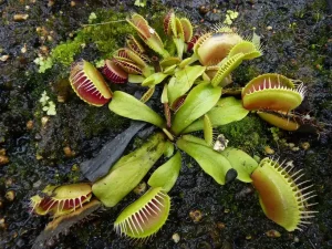 4 Best Carnivorous Plants for Exhibits (2026): research shows