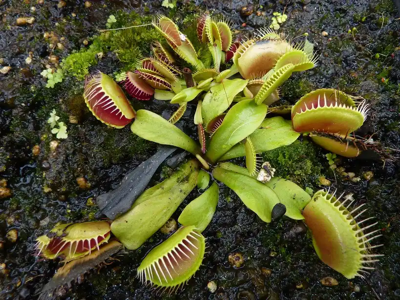 Carnivorous plants in a botanical garden exhibit with Venus flytrap, pitcher plants, sundews, and nepenthes