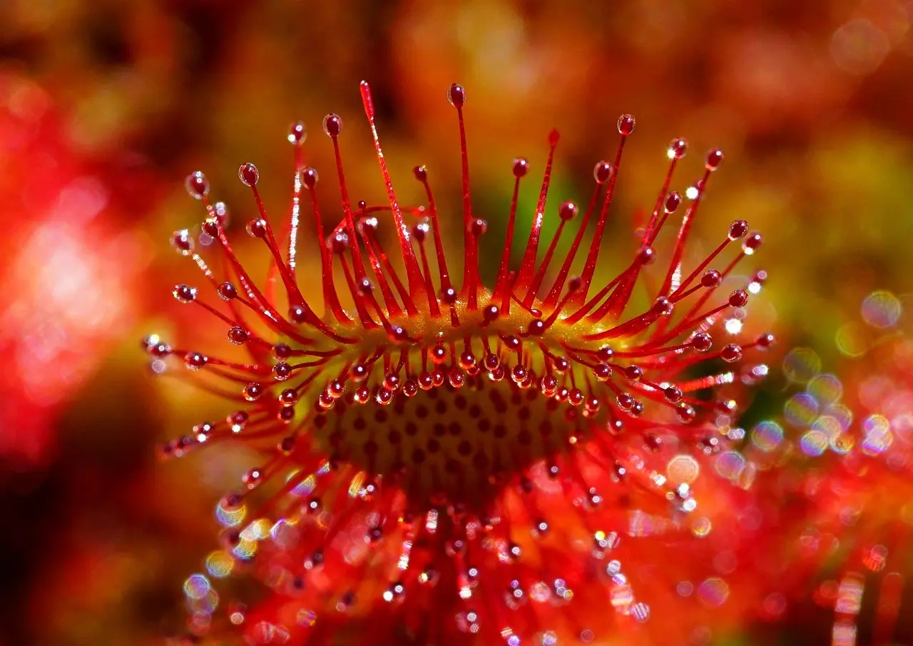 Drosera and Pinguicula: best for indoor teaching displays