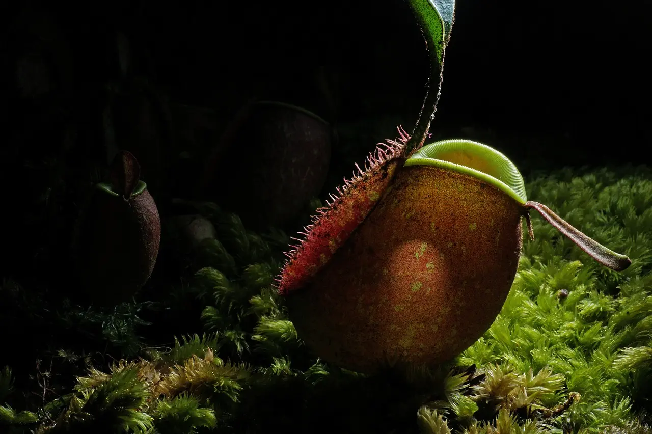 Nepenthes and bladderwort: best for protected tropical features