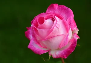 Best Climbing Roses for Arches (2026): we compared