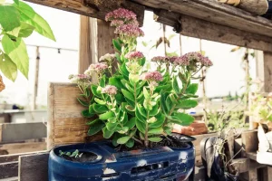 Best Companion Plants for Vegetable Gardens by Goal