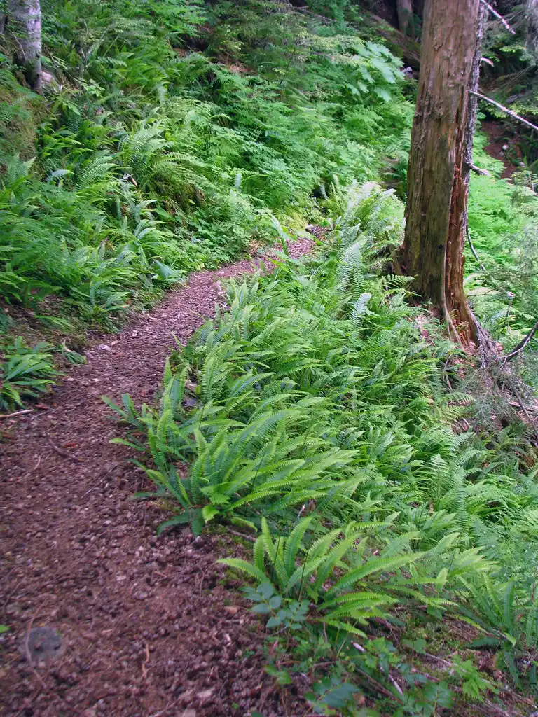 Gardener comparing fern crowns and frond textures beside nursery plants