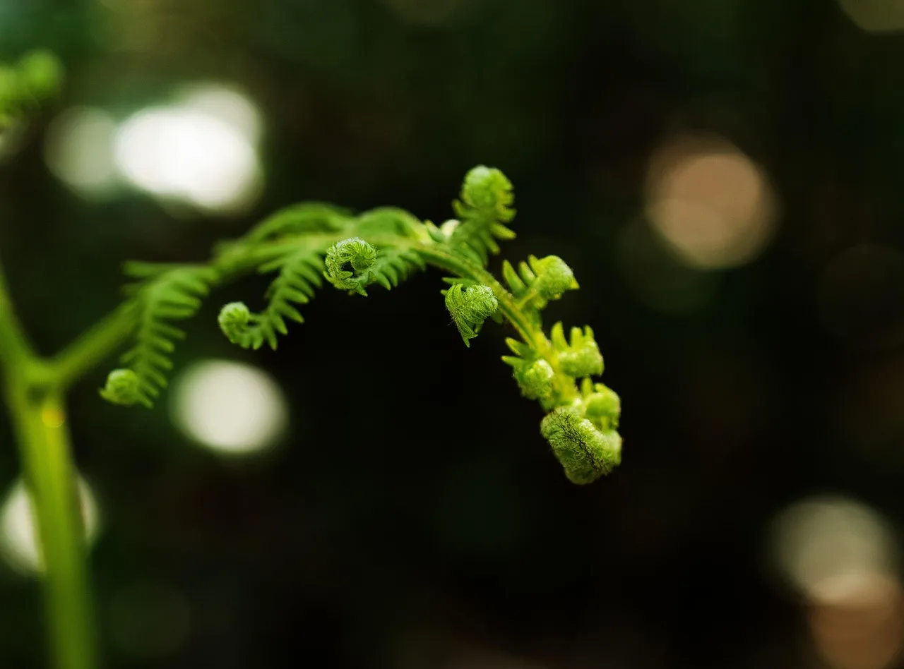 Best fern species for botanical garden shade beds