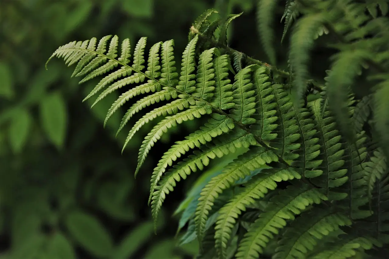 Which ferns work best in deep shade versus filtered shade?