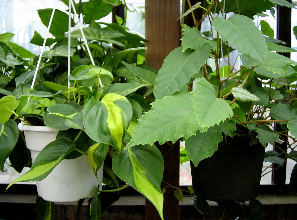 Hand measures a hanging plant basket beside a window to check size and fit