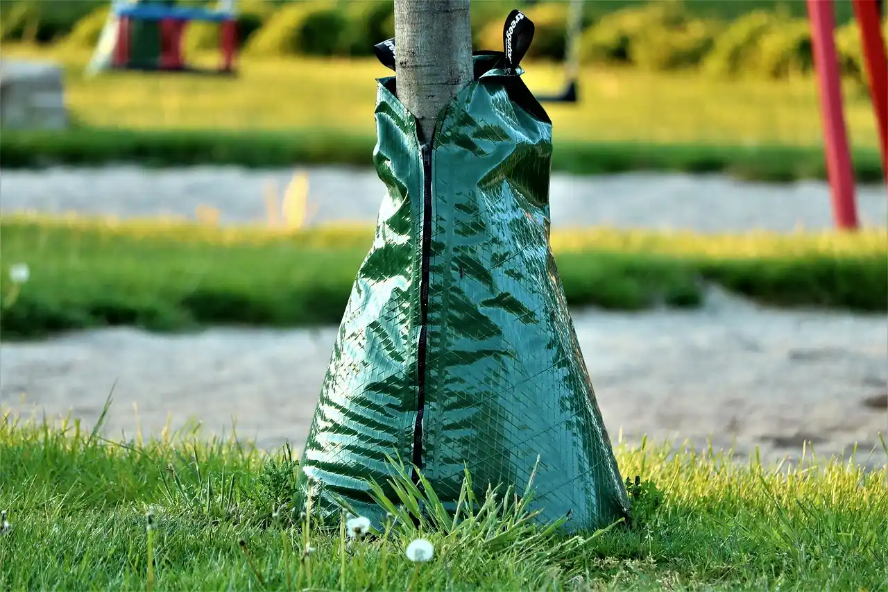 Gardener checking a drip-irrigated sandy soil vegetable bed with mulch in soft morning light