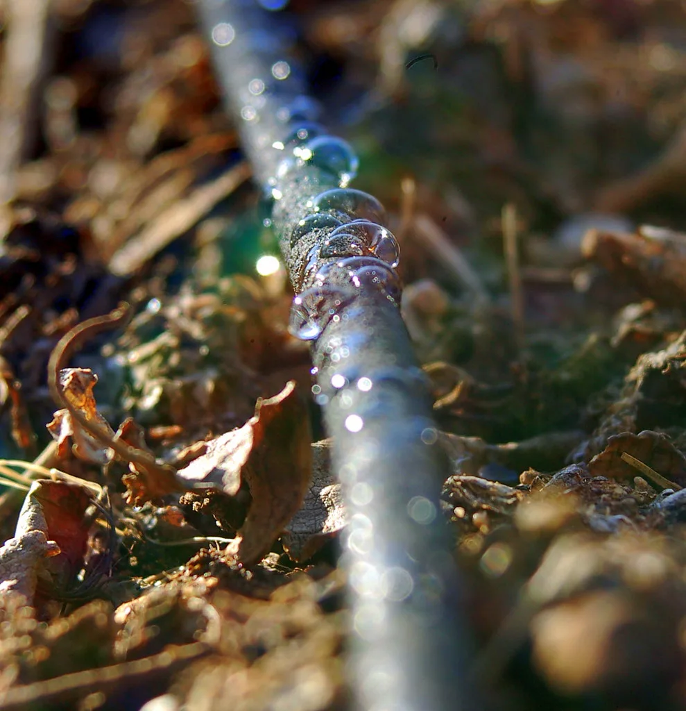 Drip emitter watering sandy soil beside a young plant in close-up