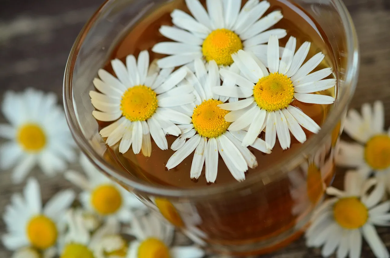Chamomile: best for beginner teaching beds
