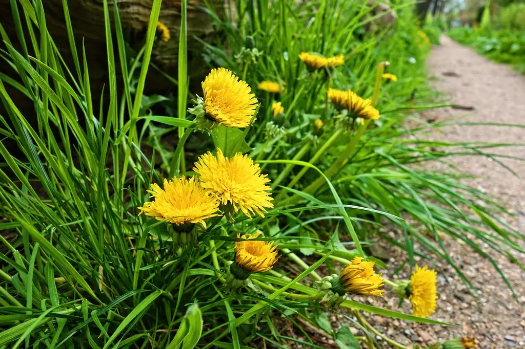 Dandelion: best for family ID and food medicine