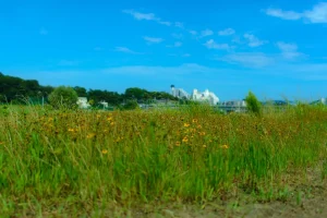Best Native Grasses for Botanical Garden Landscapes