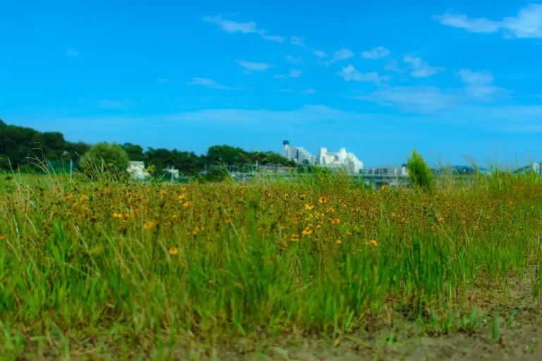 Native grasses layered as foreground texture, mid-height structure, and tall anchors in a botanical garden