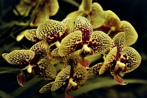 Best Orchids for Tropical Gardens (2026): research shows