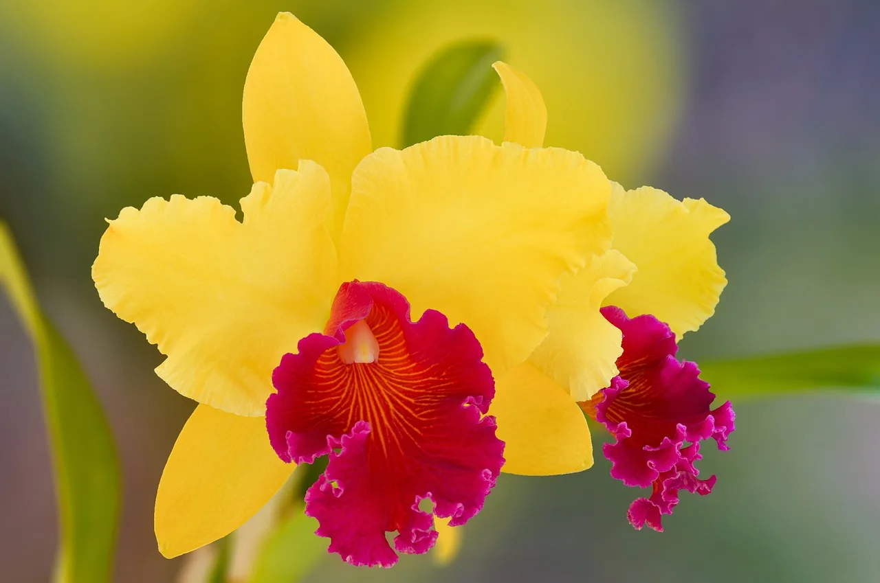 Brassavola nodosa and Cattleya allies: best for fragrance and specimen blooms