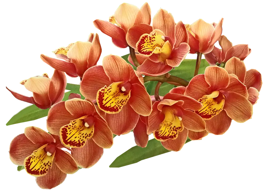Quick comparison of the top tropical garden orchids