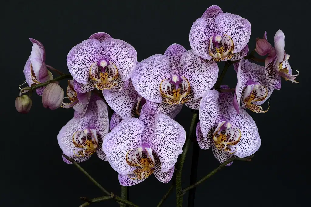 Which orchids are easiest to display outdoors in a tropical garden?
