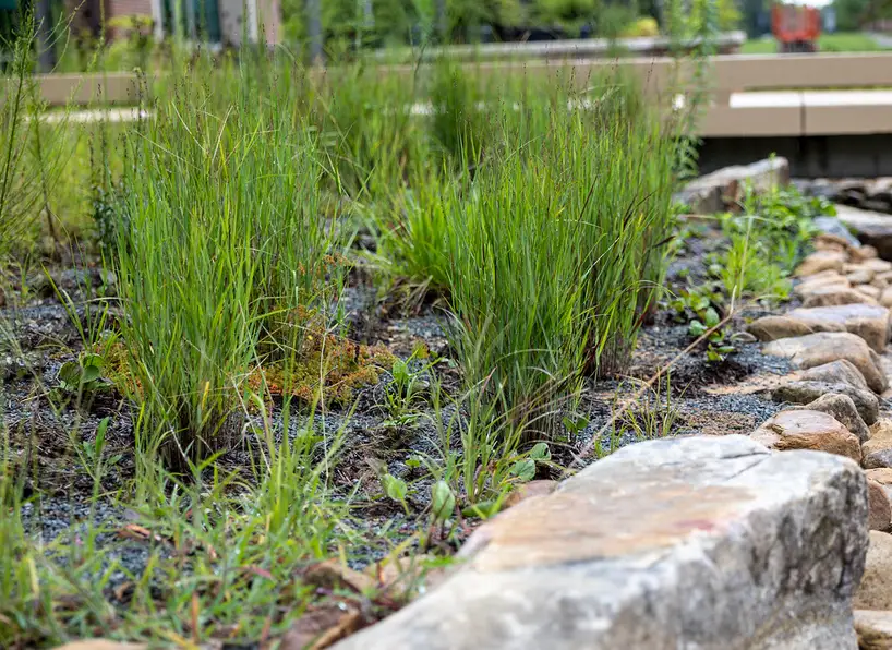 Gardener sets a moisture-tolerant plant cluster into wet rain garden soil beside mulch