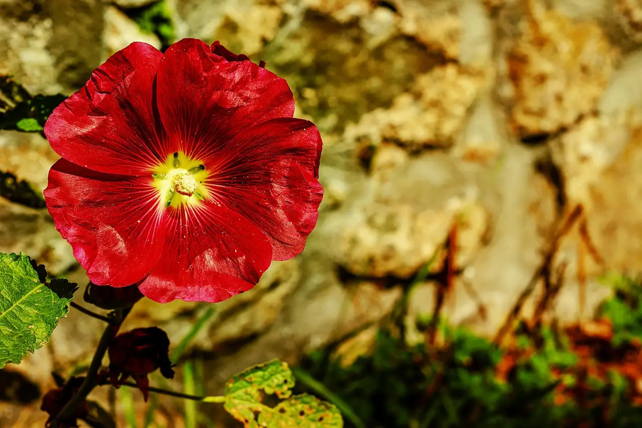 Rose mallow and buttonbush: best for the wet center