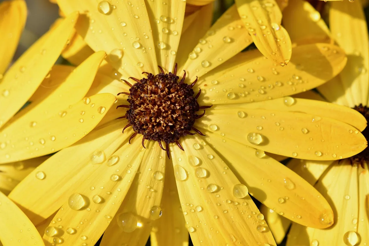 How to make a rain garden look ornamental, not just functional
