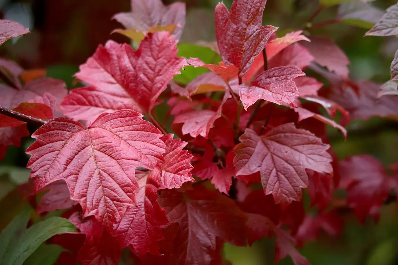 What seasonal color schemes mean in botanical bed design