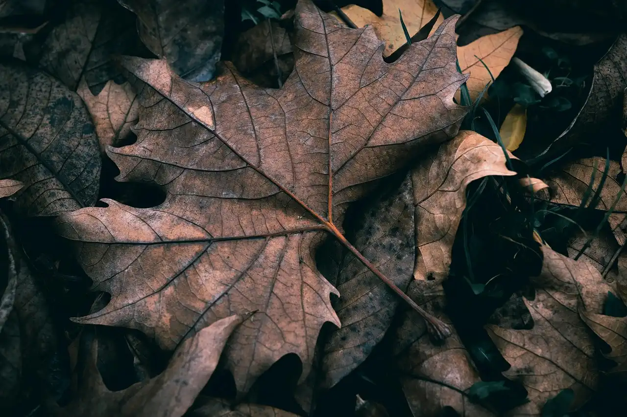 Seasonal planting matrix: color schemes, plant types, and maintenance