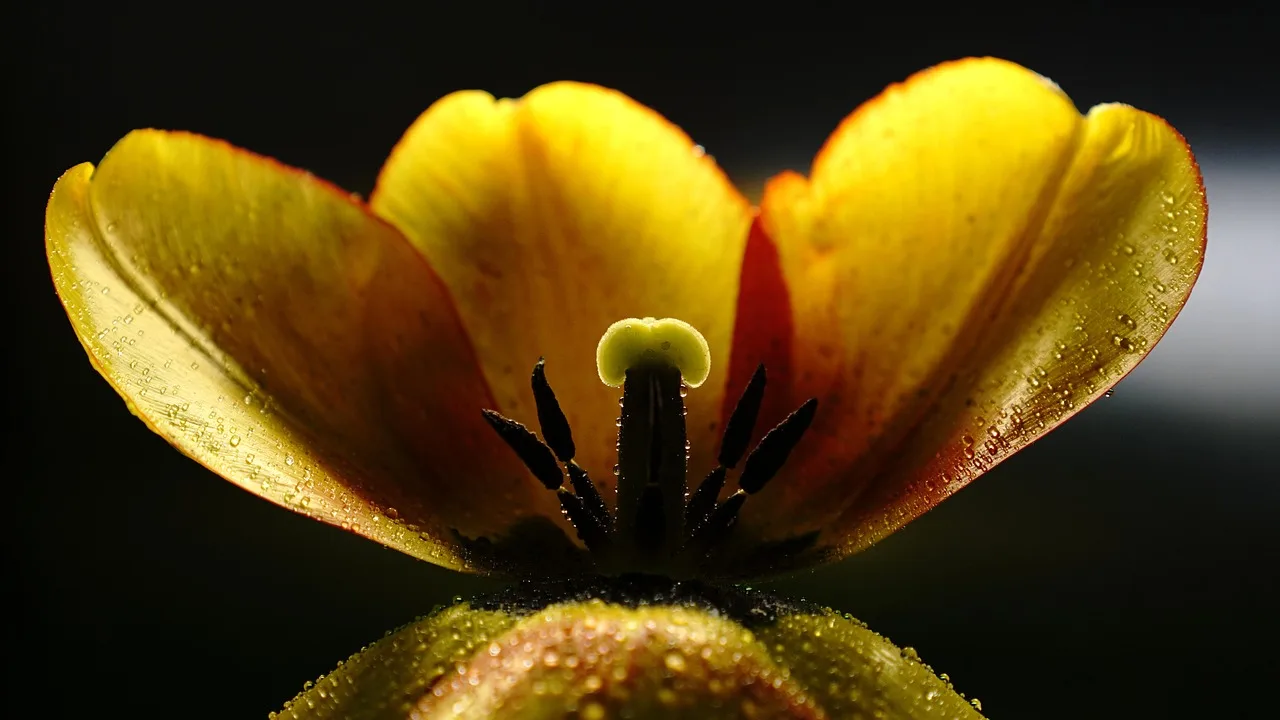 What plants give the strongest seasonal color impact in botanical displays?