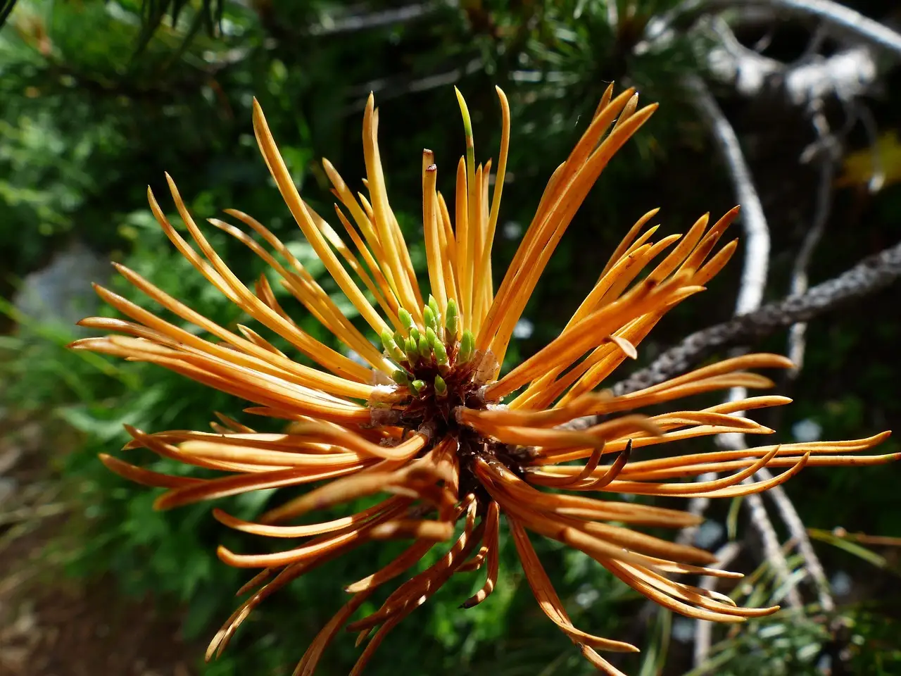Dwarf Mugo Pine: best for a compact evergreen center point