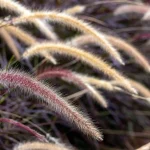 Ornamental grasses growing in two soil types beside a gardener comparing the beds