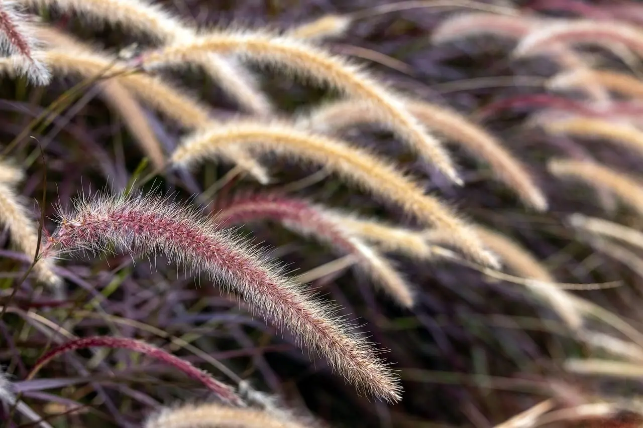 Ornamental grasses growing in two soil types beside a gardener comparing the beds