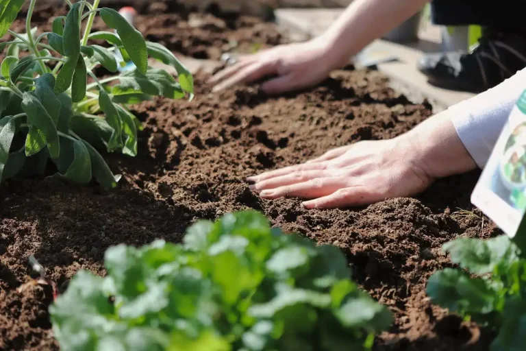 Homeowner and gardener checking soil beside privacy shrubs in a garden bed