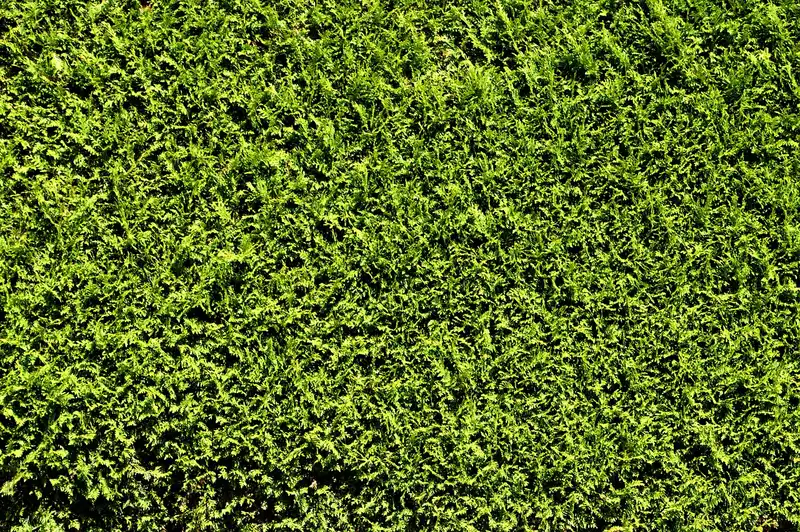 Privacy shrub soil decision table