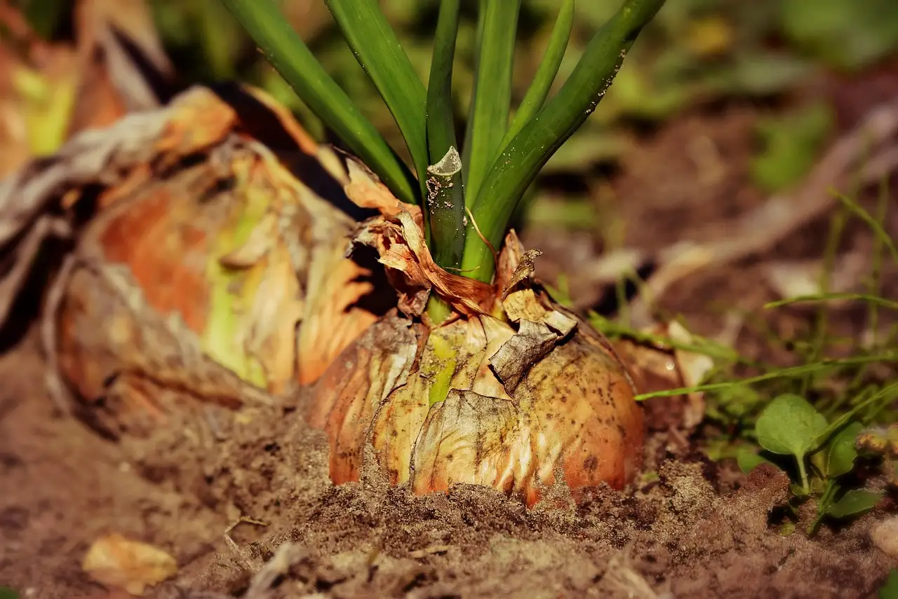 What soil pH means for vegetable gardens