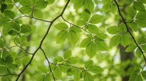 Best Trees for a Botanical Garden Canopy: Top Picks