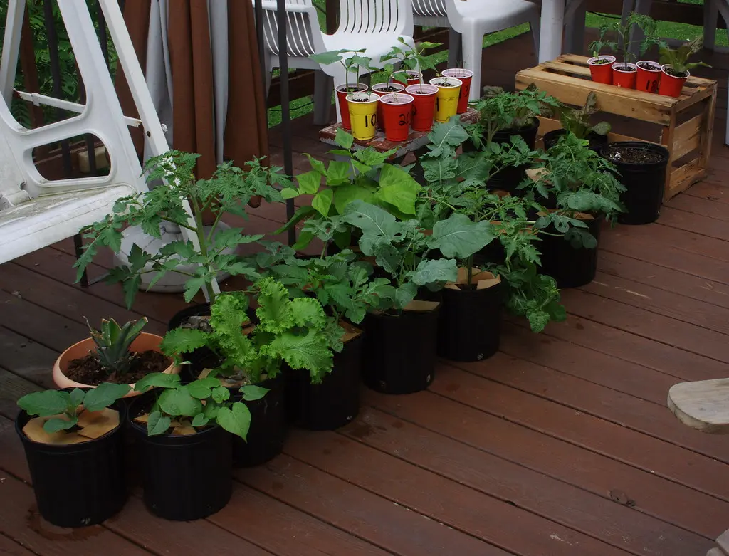 Hand checking soil moisture in a patio container with peppers and basil