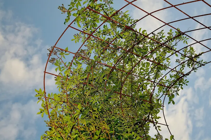 What are the best vines for a trellis in a botanical garden?