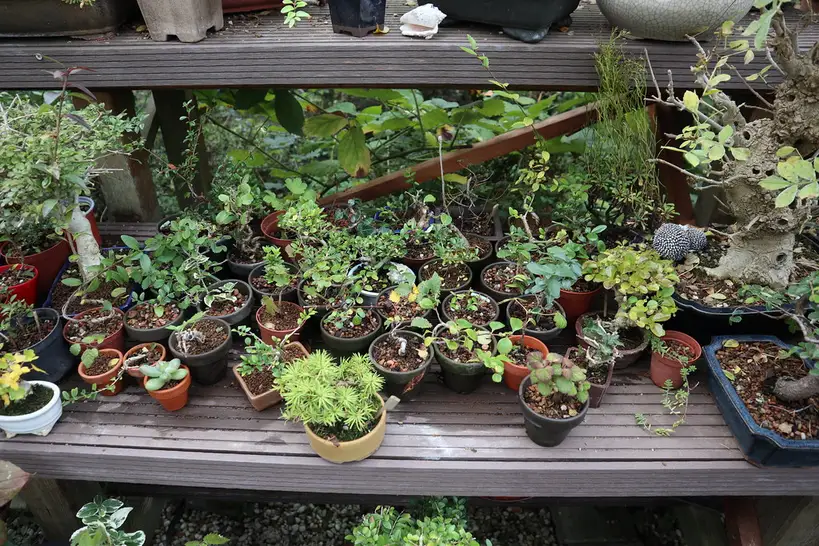 Hand misting a bonsai near a digital hygrometer and pebble tray