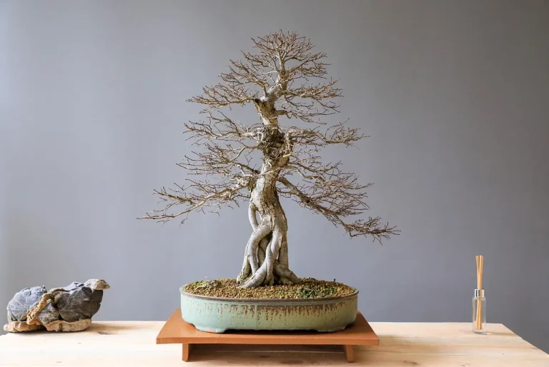Bonsai on a workbench while a gardener inspects leaves for pest symptoms