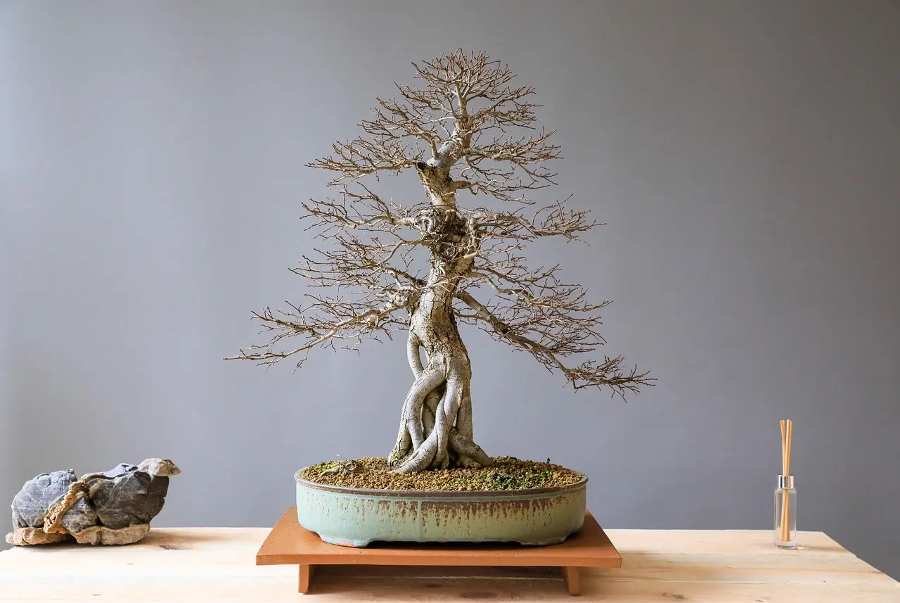 Bonsai on a workbench while a gardener inspects leaves for pest symptoms