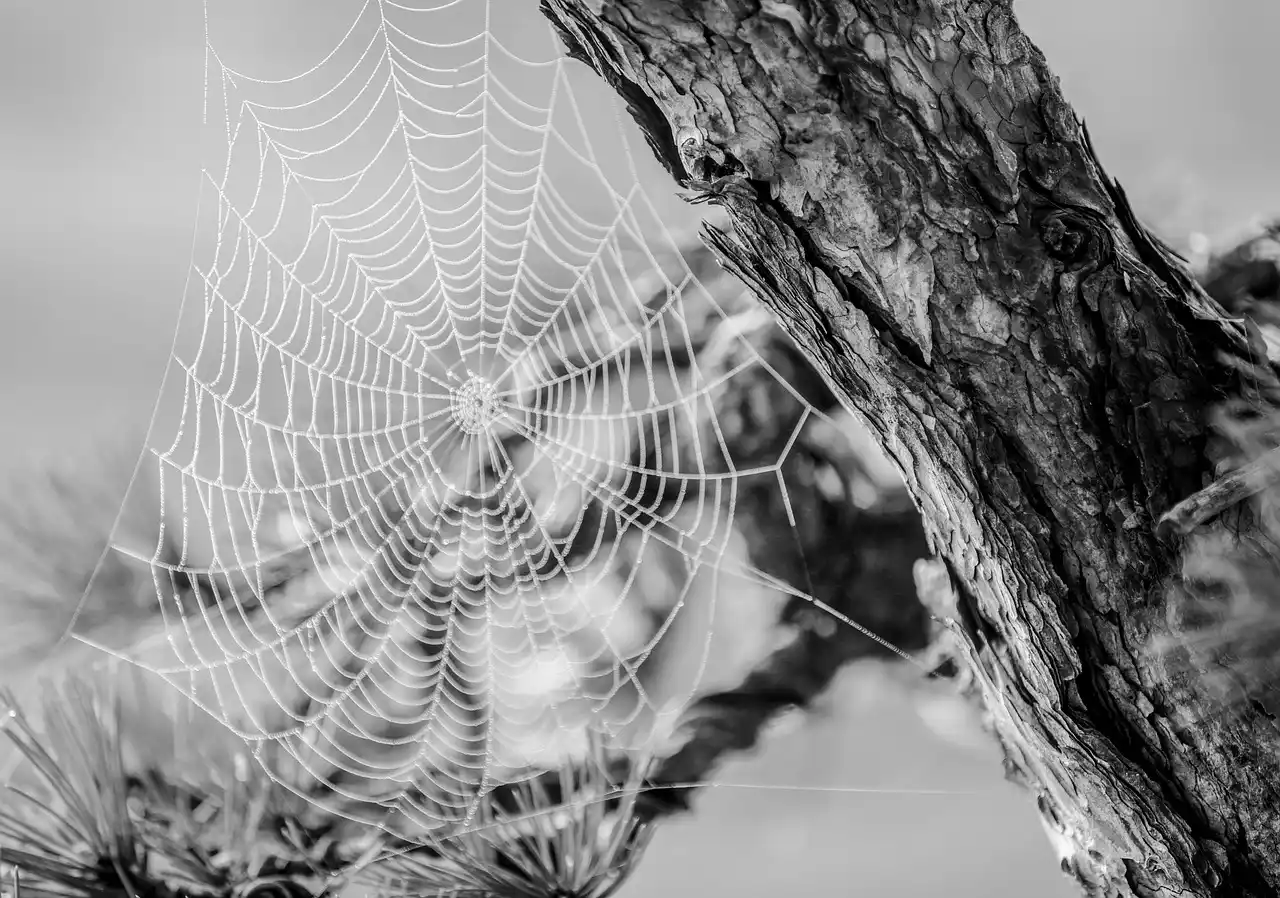 How do you know if your bonsai has spider mites?