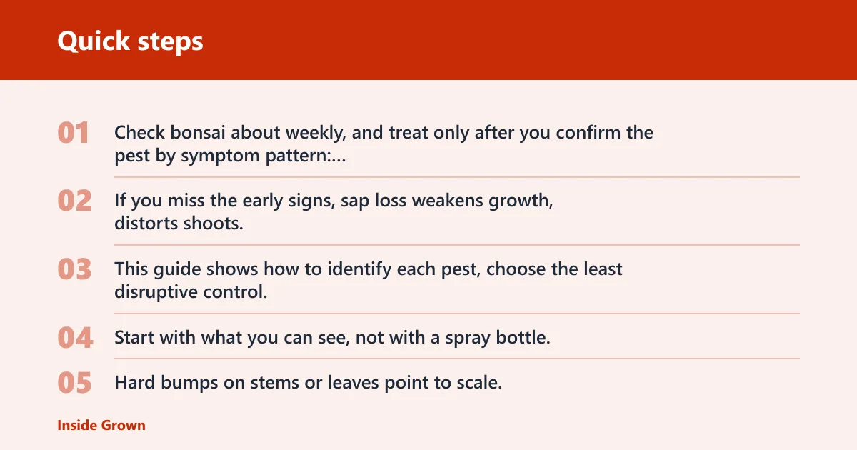 Quick steps: How to triage bonsai pest symptoms