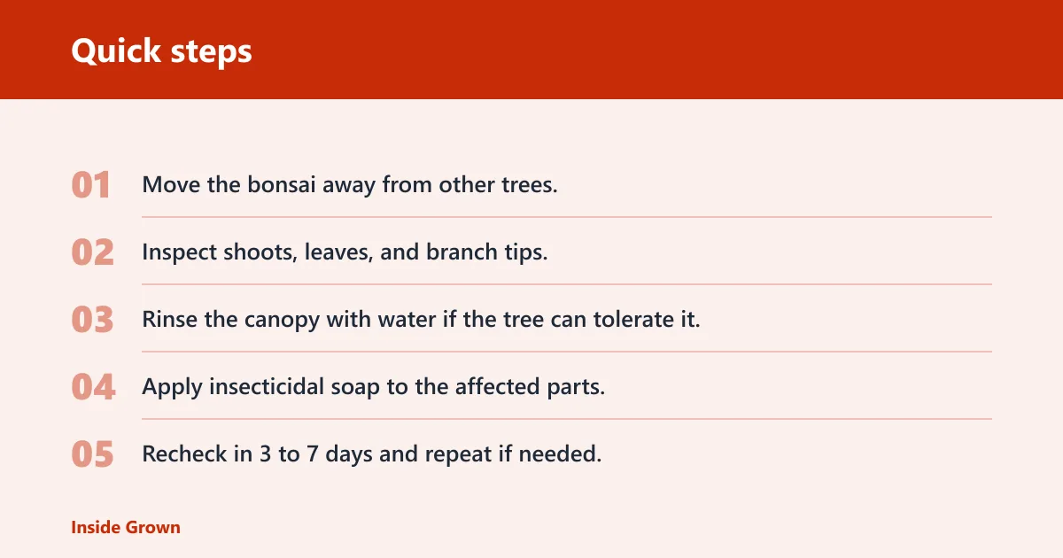 Quick steps: How to identify aphids on bonsai