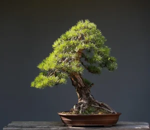 Bonsai Root Pruning Explained for Healthy Growth