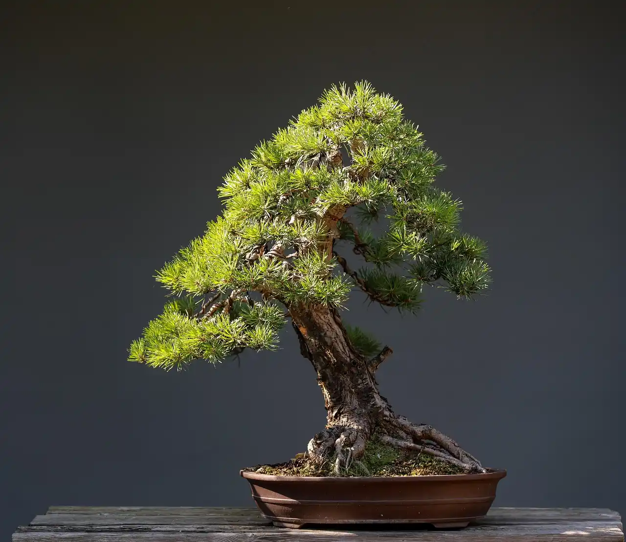 Bonsai gardener lifting a root ball from a pot beside pruning shears and fresh soil