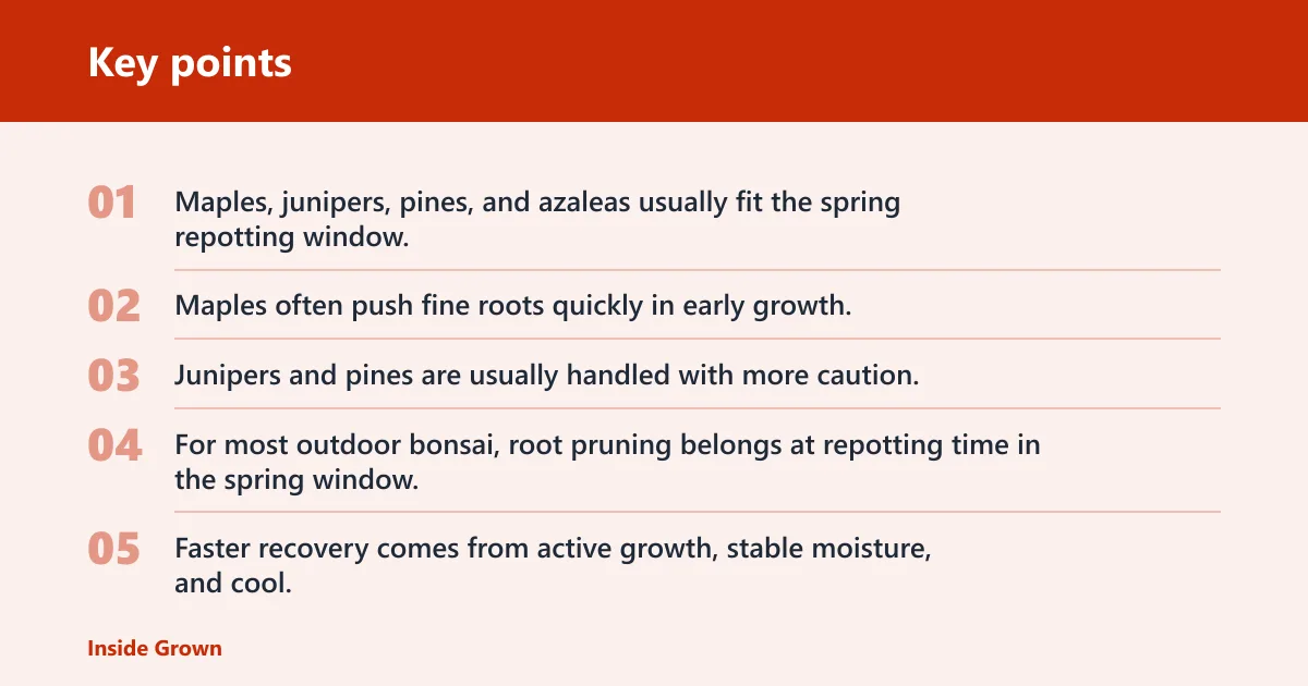 Key points: When should you root prune a bonsai?