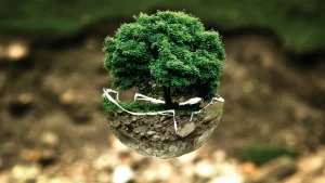 Bonsai Soil Drainage Problems and How to Improve Them