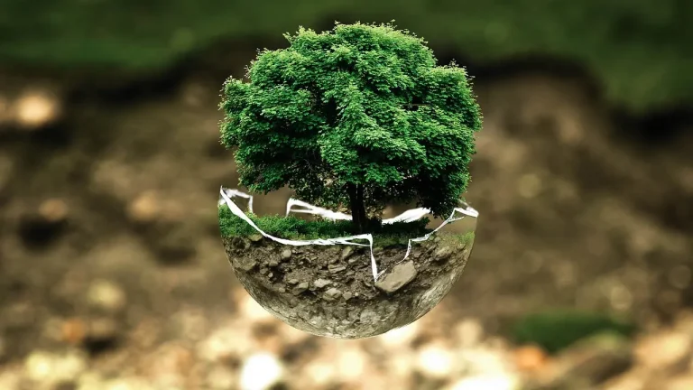 Bonsai in a shallow pot with compacted wet soil and hands probing drainage.