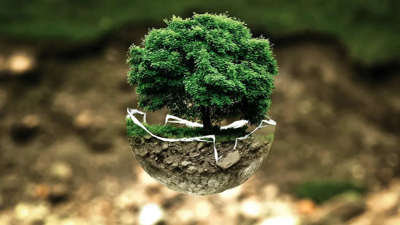 Bonsai in a shallow pot with compacted wet soil and hands probing drainage.