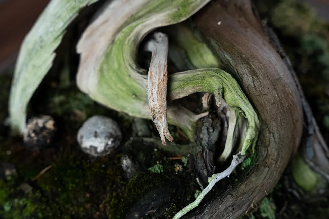 When should you repot and root prune?