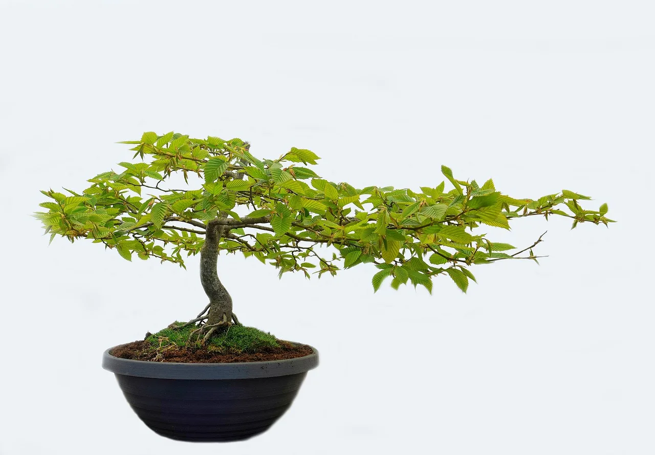 Bonsai trees on a wooden bench being watered in soft morning light